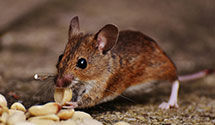 24 Hour & Emergency Exterminators in Glade Hill, VA